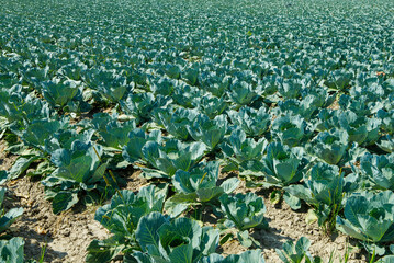 
cabbage field