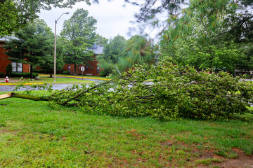 Broken tree by city after during a hurricane