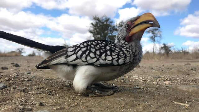 A close full body shot of a Southern Yellow-billed Hornbill catching swallowing something and running out the frame.