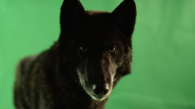 Black Wolf in front of Green Screen shot on RED Scarlet-W