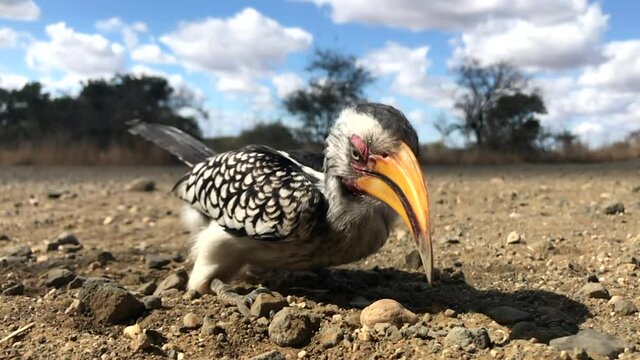 Slow-motion of a Southern Yellow-billed Hornbill picking up tiny crumbs and swallowing it.