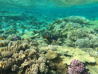 Reef with lots of colorful corals and lots of fish in clear blue water in the Red Sea near Hurgharda, Egypt