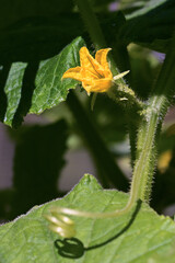 Blooming cucumbers in the garden.