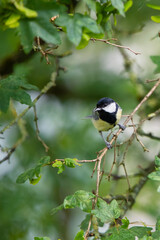 Kohlmeise (Parus major)