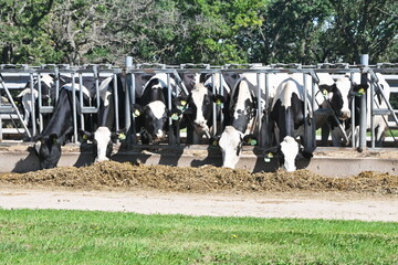 Dairy Cattle Feeding