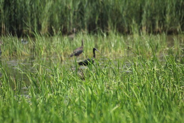 morito comun en humedal del delta del ebro