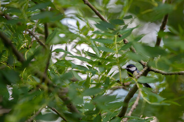 Kohlmeise (Parus major)