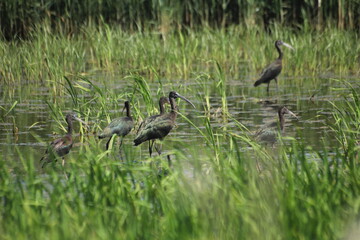 morito comun en humedal del delta del ebro