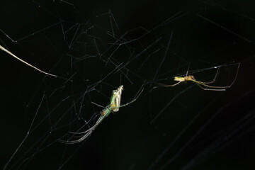 Male and female spider of decorated orb weaver spider (lecauge decorata) Tetragnathadae