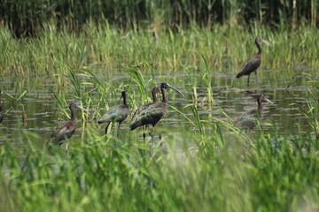 morito comun en humedal del delta del ebro