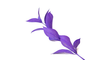 purple branches of Ruskus on a white background.Flower design elements