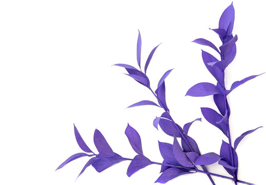 decorative branches of the ruskus plant are painted purple on a white background