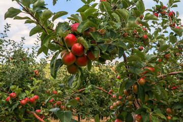 Fresh apple tree in garden, Isparta / Turkey