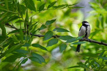 Kohlmeise (Parus major)