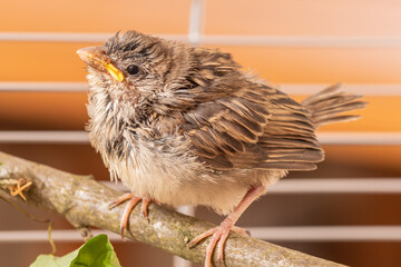 Aufzucht Hausspatz