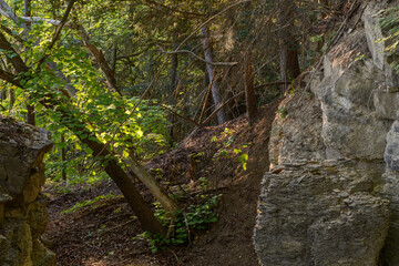 Uhufelsen im Wald in Thüringen  am Morgen 