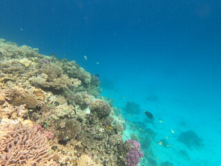 Reef with lots of colorful corals and lots of fish in clear blue water in the Red Sea near Hurgharda, Egypt
