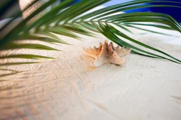 Tropical beach A green palm leaf, and lonely starfish, lie on white fine sand. Desktop wallpaper.