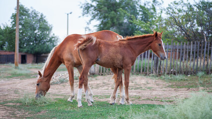 Obraz premium A farmer's domestic horse