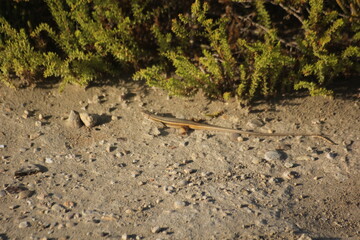 lagarto con cola larga cerca de un matorral