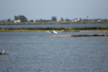 gaviotas volando en un humedal del delta del ebro