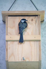 Kohlmeise (Parus major)