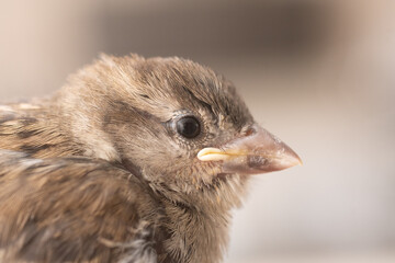 Aufzucht Hausspatz