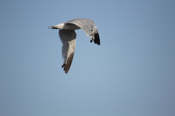 gaviotas volando en un humedal del delta del ebro