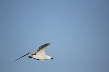 Obraz premium gaviotas volando en un humedal del delta del ebro