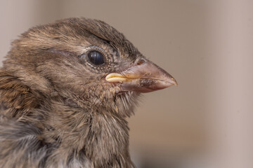 Aufzucht Hausspatz