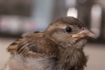 Aufzucht Hausspatz
