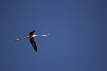 Obraz premium flamencos volando y en un humedal del delta del ebro