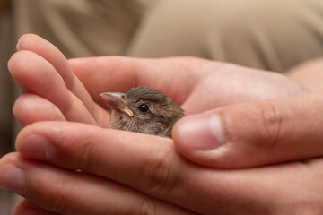 Hausspatz Junges in der Hand