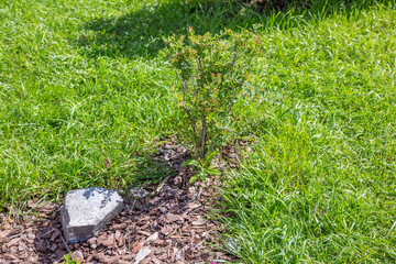 Miniature green tree growing in the summer garden during the day