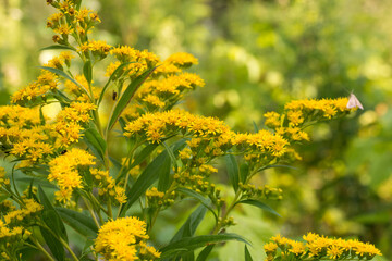 Solidago canadensis Canada goldenrod yellow flowers macro selective focus