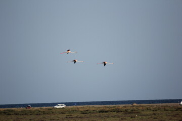 flamencos volando y en un humedal del delta del ebro