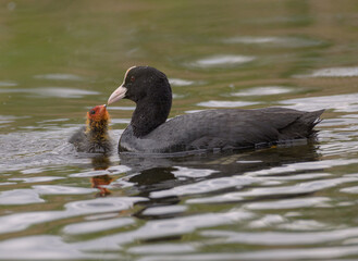 duck in the water