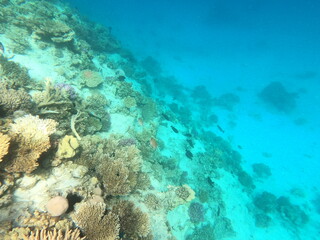 Reef with lots of colorful corals and lots of fish in clear blue water in the Red Sea near Hurgharda, Egypt