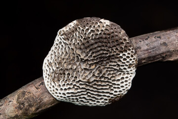 Honeycomb bracket fungus, (Hexagonia tenuis) Polyporaceae