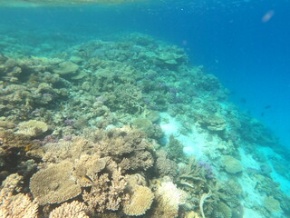 Fototapeta premium Reef with lots of colorful corals and lots of fish in clear blue water in the Red Sea near Hurgharda, Egypt