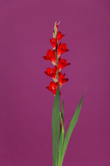 Beautiful gladiolus on purple background