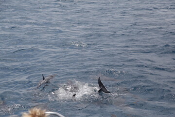 dolphin swimming in the water