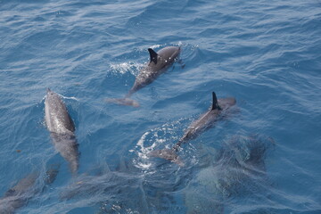 dolphin swimming in the water