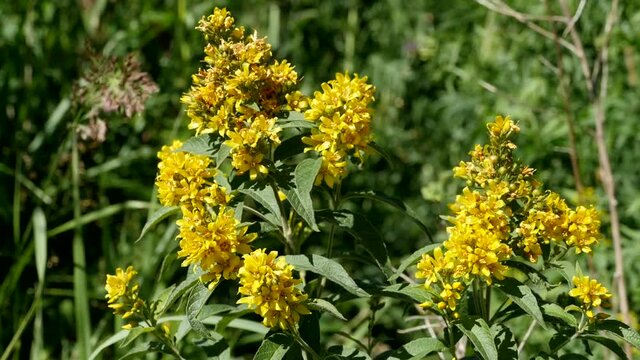 yellow flowers hypericum in nature close-up, herbal plant 