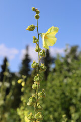 beautiful alcea rugosa grows in a sunny garden