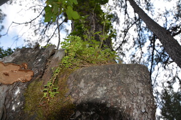 Plants in the forest.