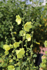 beautiful alcea rugosa grows in a sunny garden