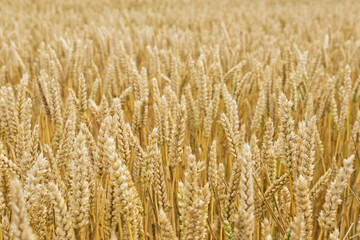 Getreidefeld, Weizen