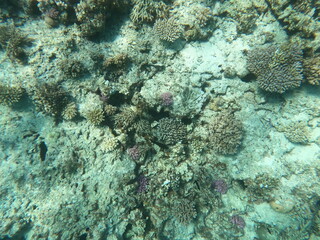 Reef with lots of colorful corals and lots of fish in clear blue water in the Red Sea near Hurgharda, Egypt