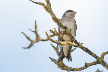 Mehlschwalbe Junge auf dem Ast im Baum, freigelassen